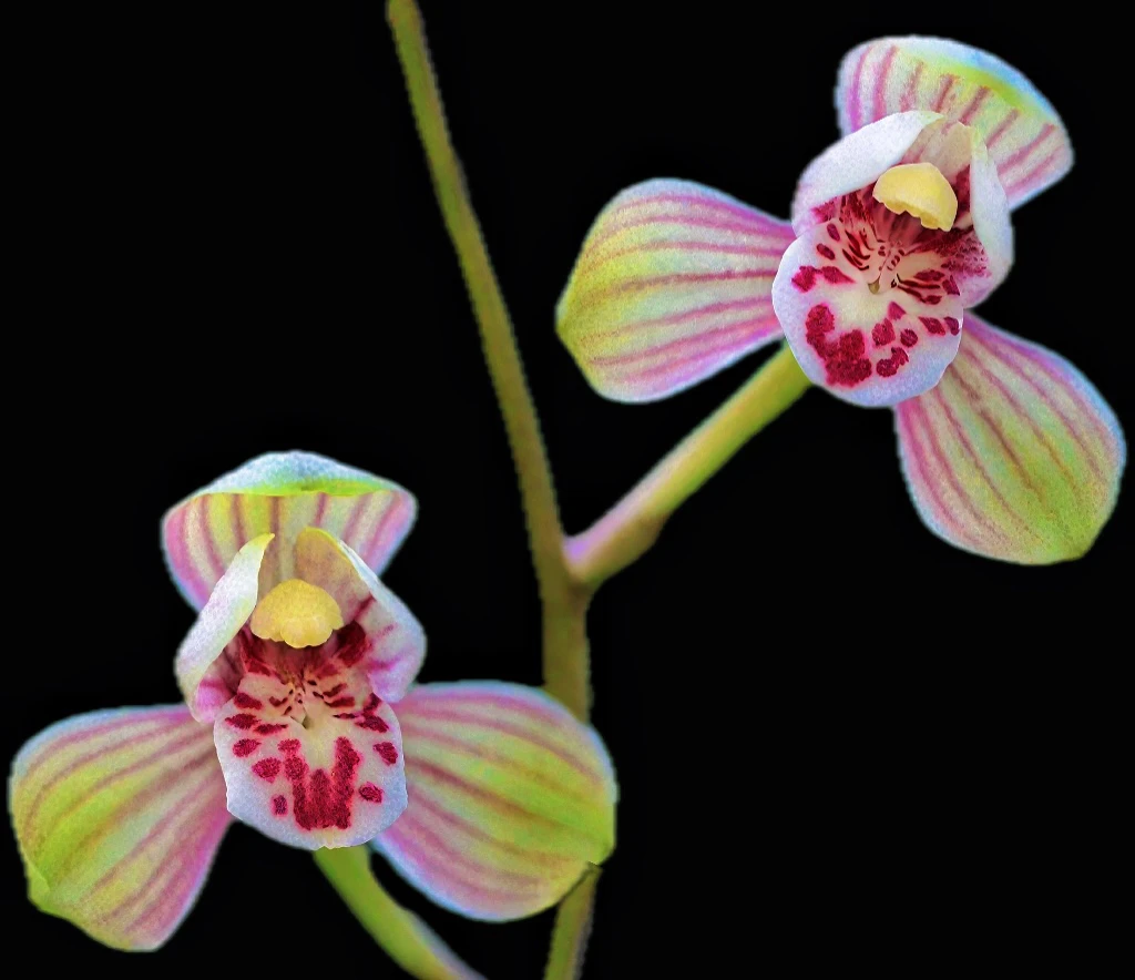 建兰 君荷 办公桌客厅茶桌盆栽