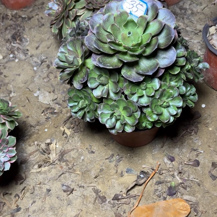 多肉植物魅金法师35