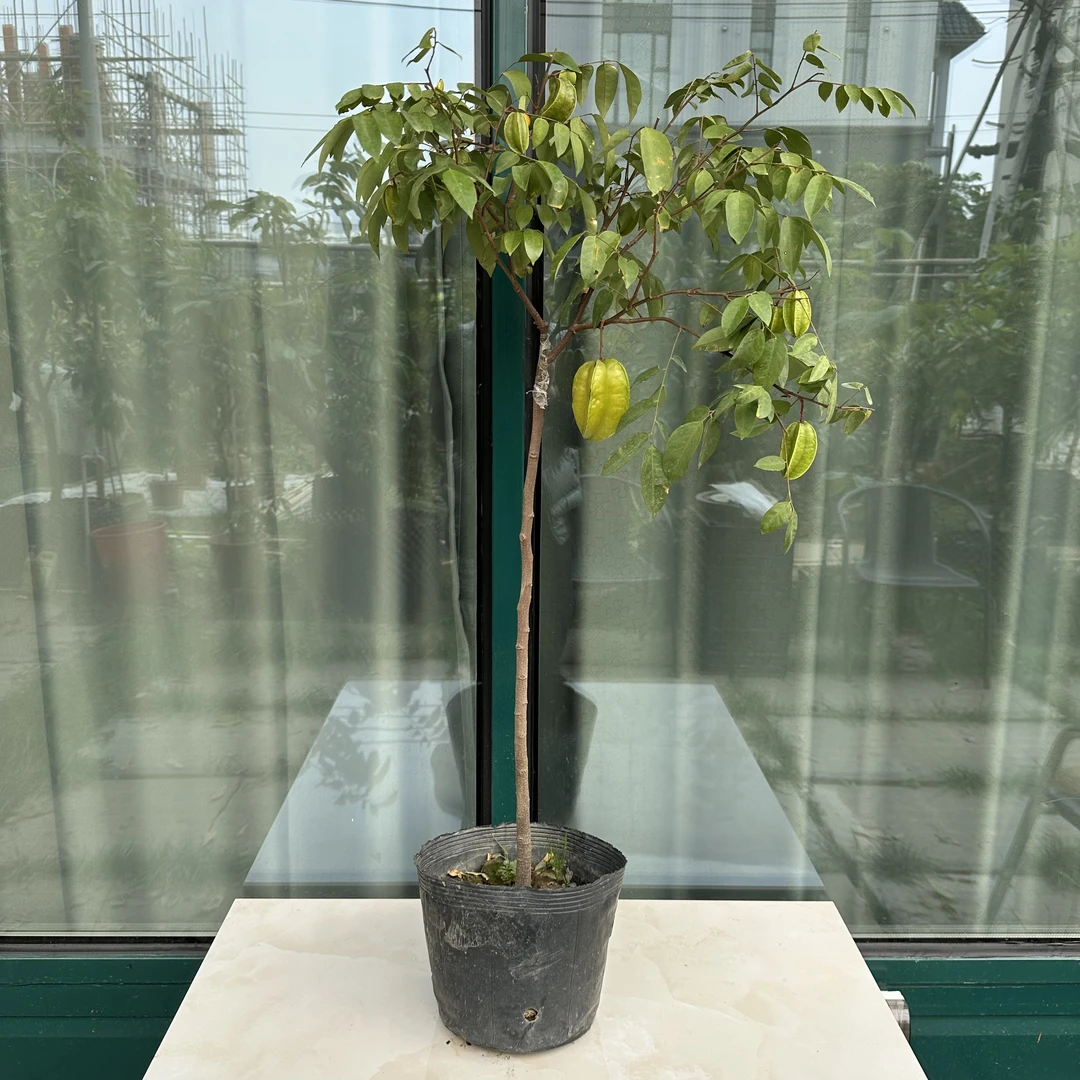 高杆精品甜杨桃苗四季果树盆栽客厅阳台绿植 直播间一物一拍链接