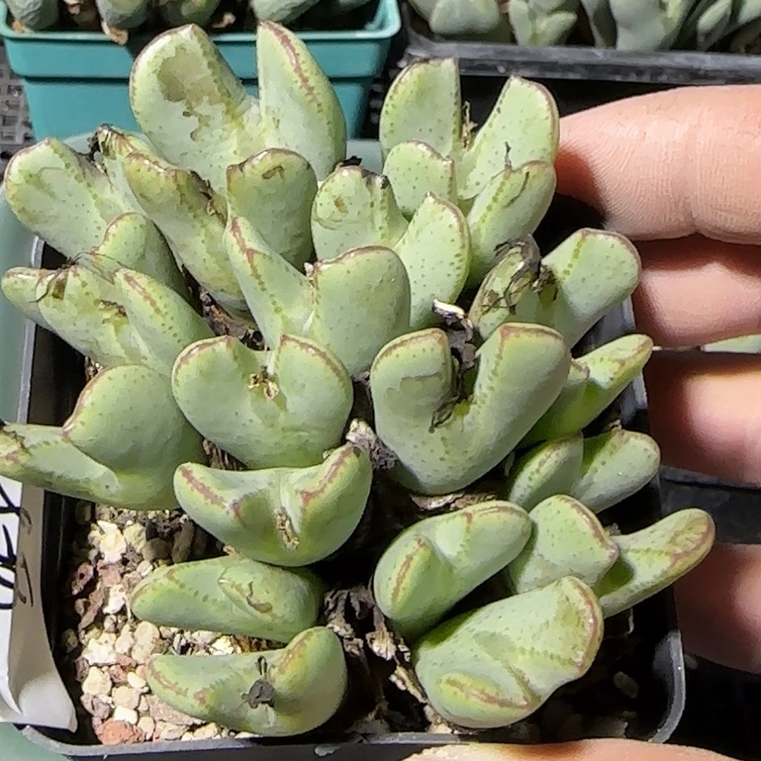 458号，7方盆，18包邮