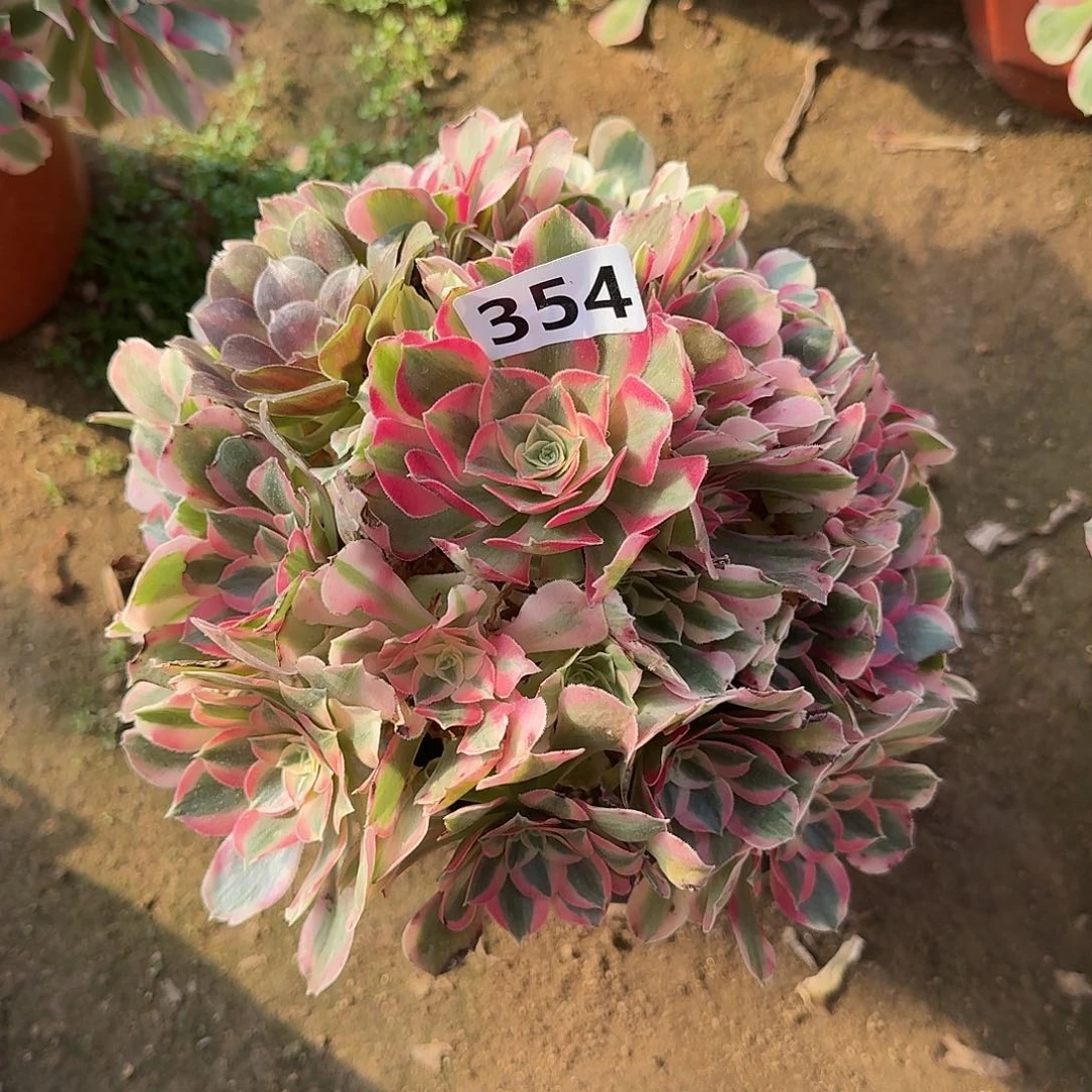 多肉植物变异354号