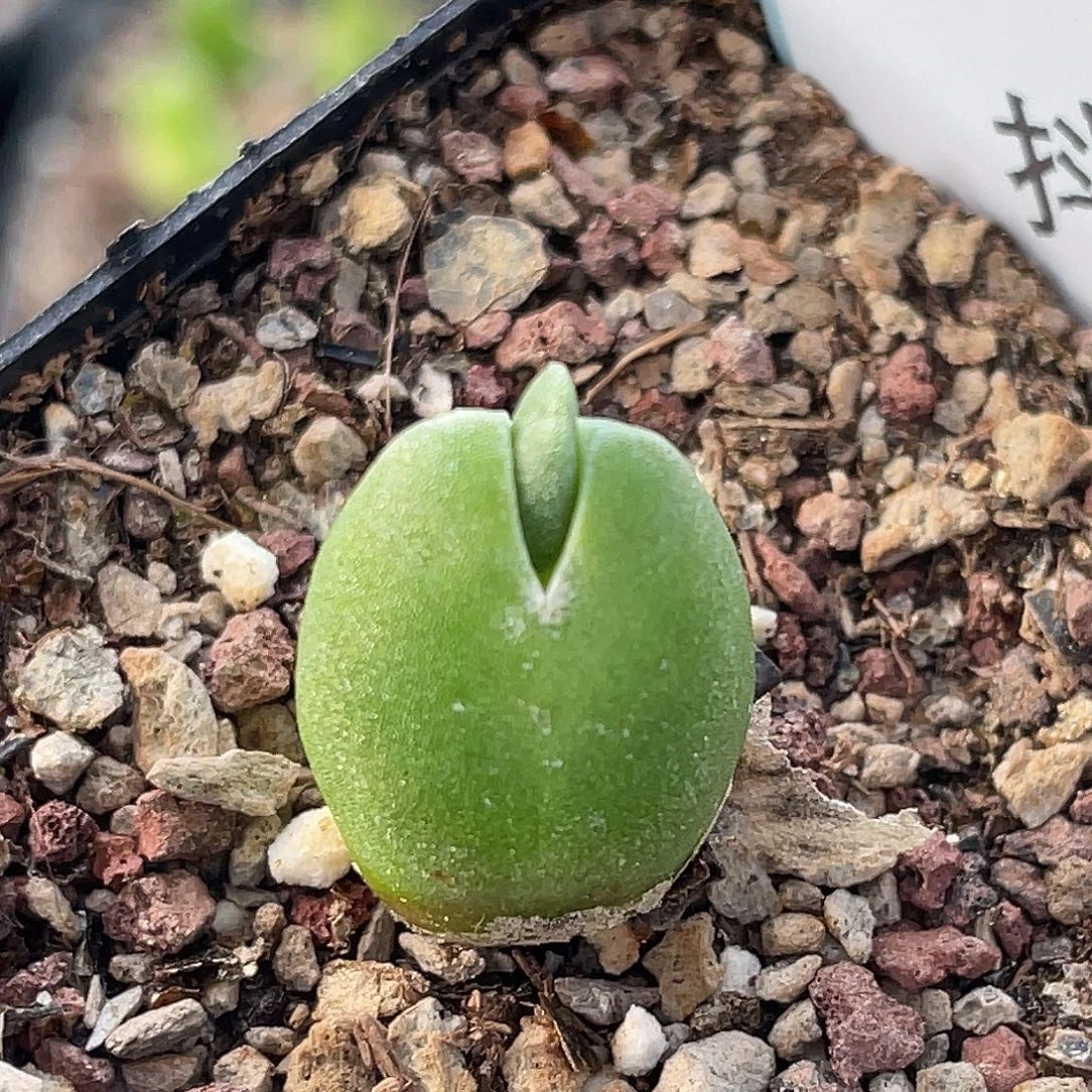 11-70哈默兔多肉植物