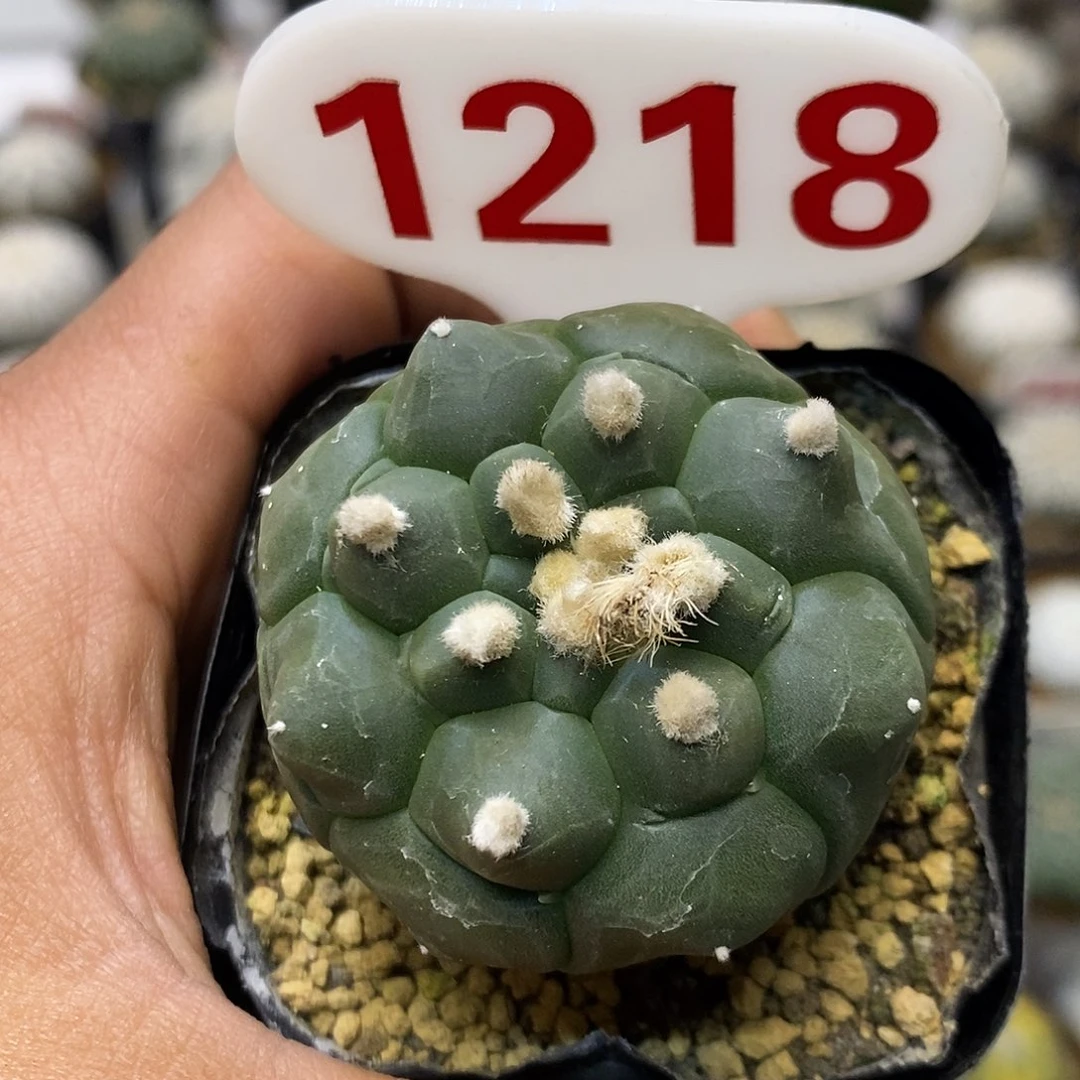 1218福利特价咯特价咯