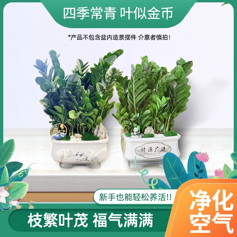 金钱树陶瓷盆四季常青客厅绿植居家植物好养活园艺造景绿色装饰