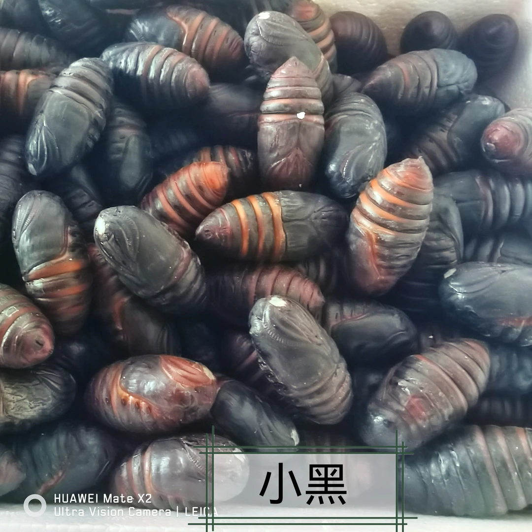 小黑蛹东北土特产蚕蛹3-4cm黑蛹  现割现发保鲜保活 一斤65个左右