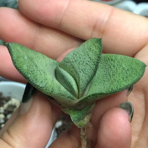 白肌蜗牛哈哈哈哈哈哈