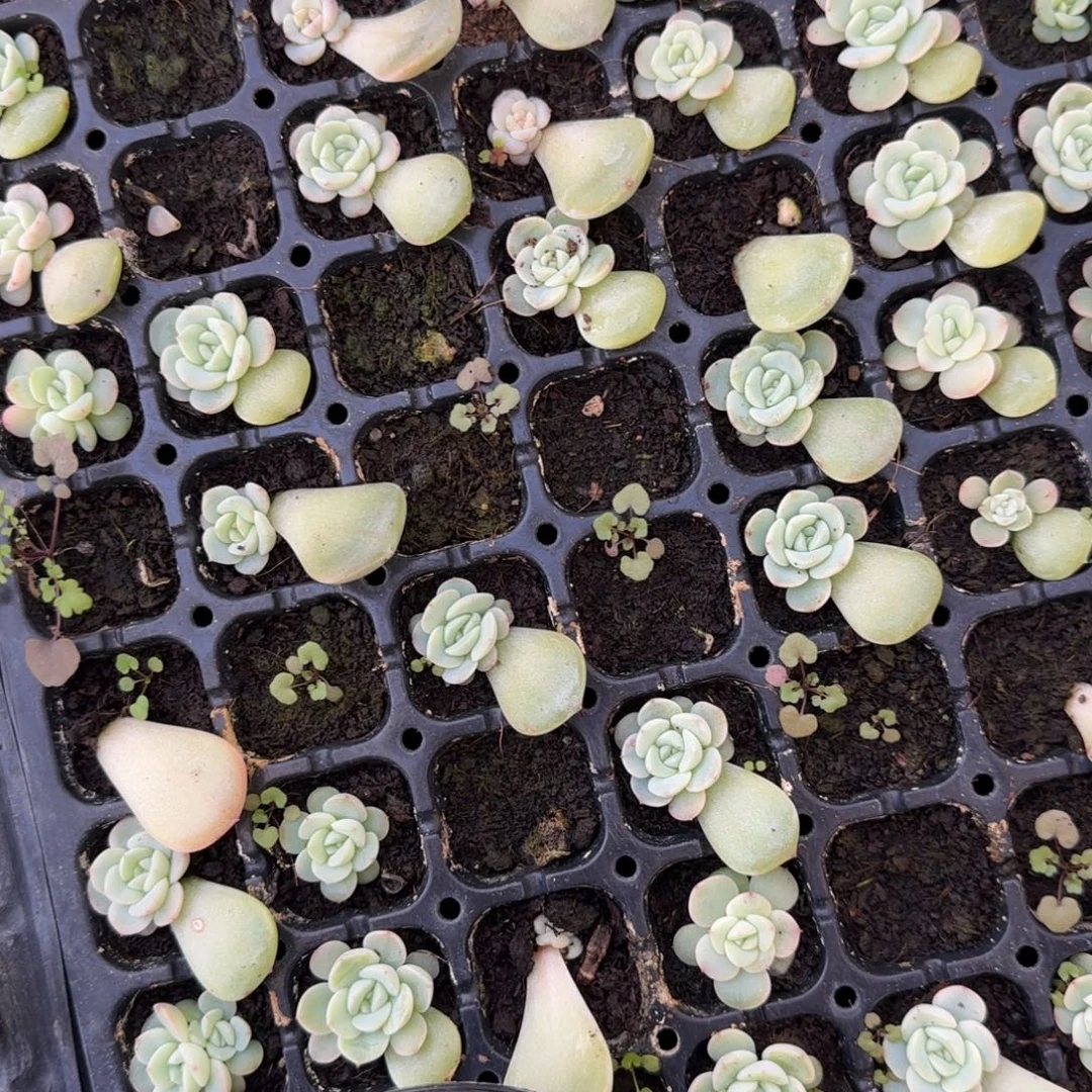 P158 穴2个满25包邮