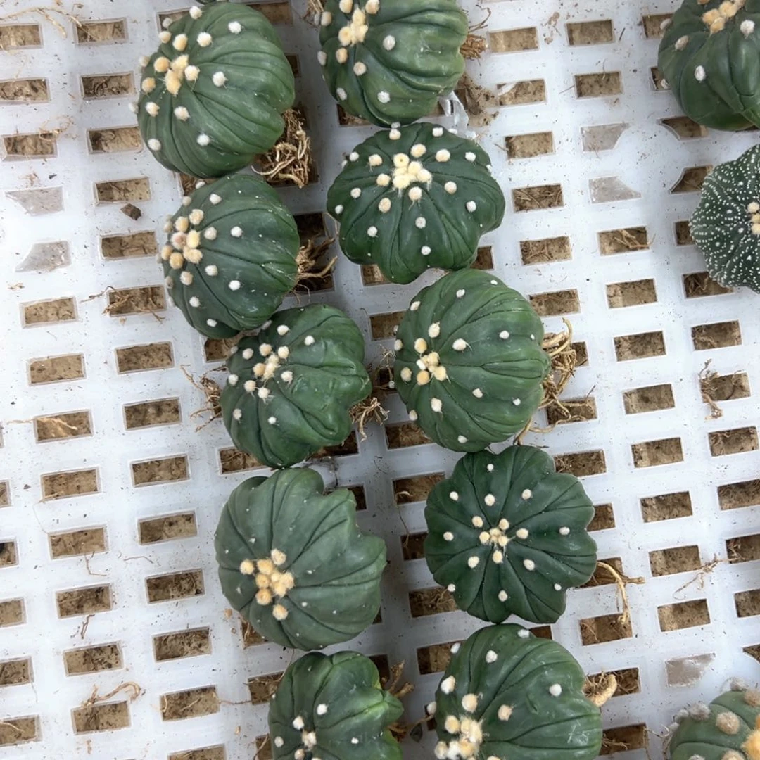 复凌兜仙人球多肉植物