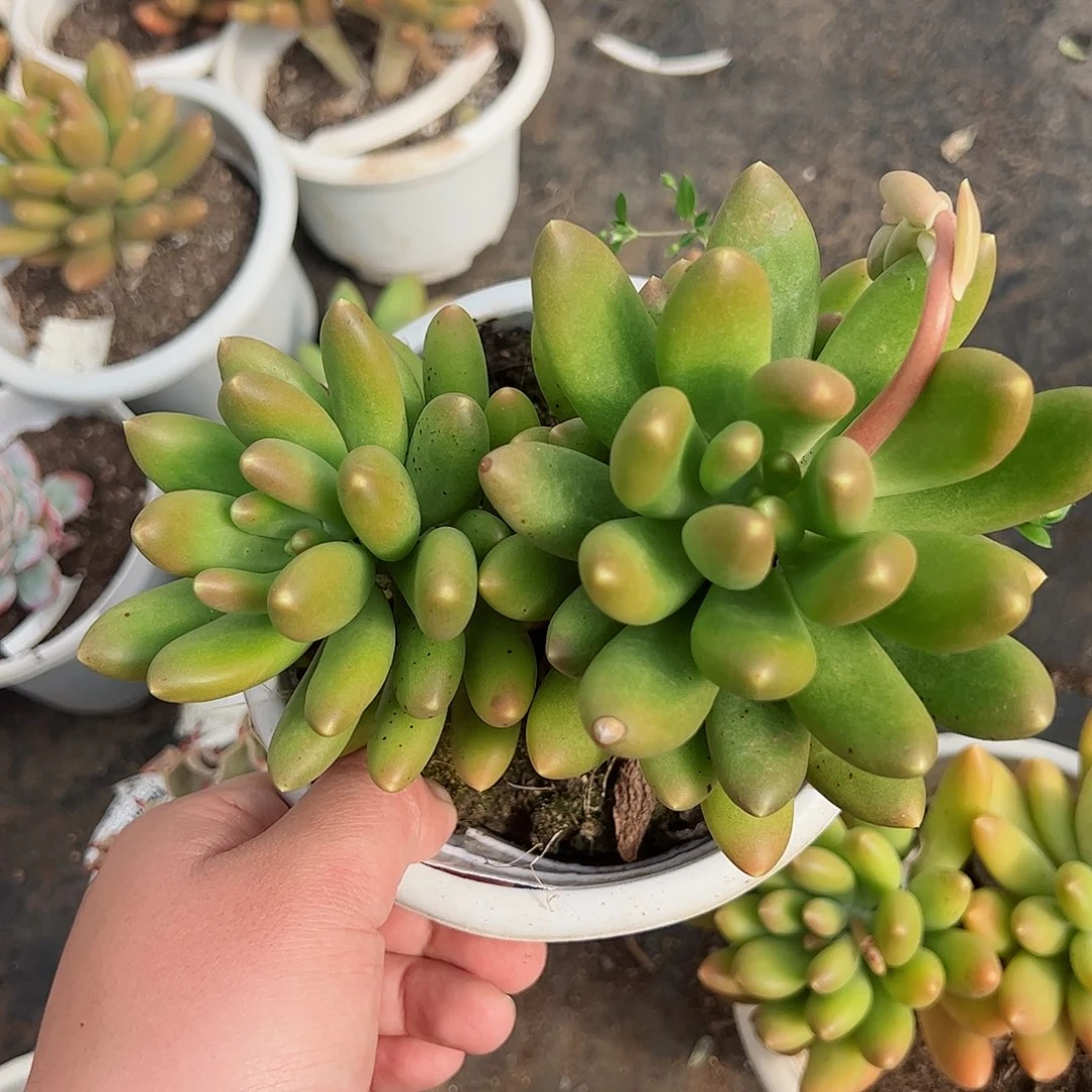 金蝉双头起大盆老桩