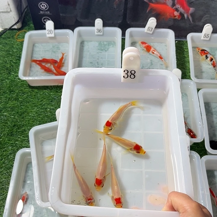 边***廖金鱼福利多多8-10