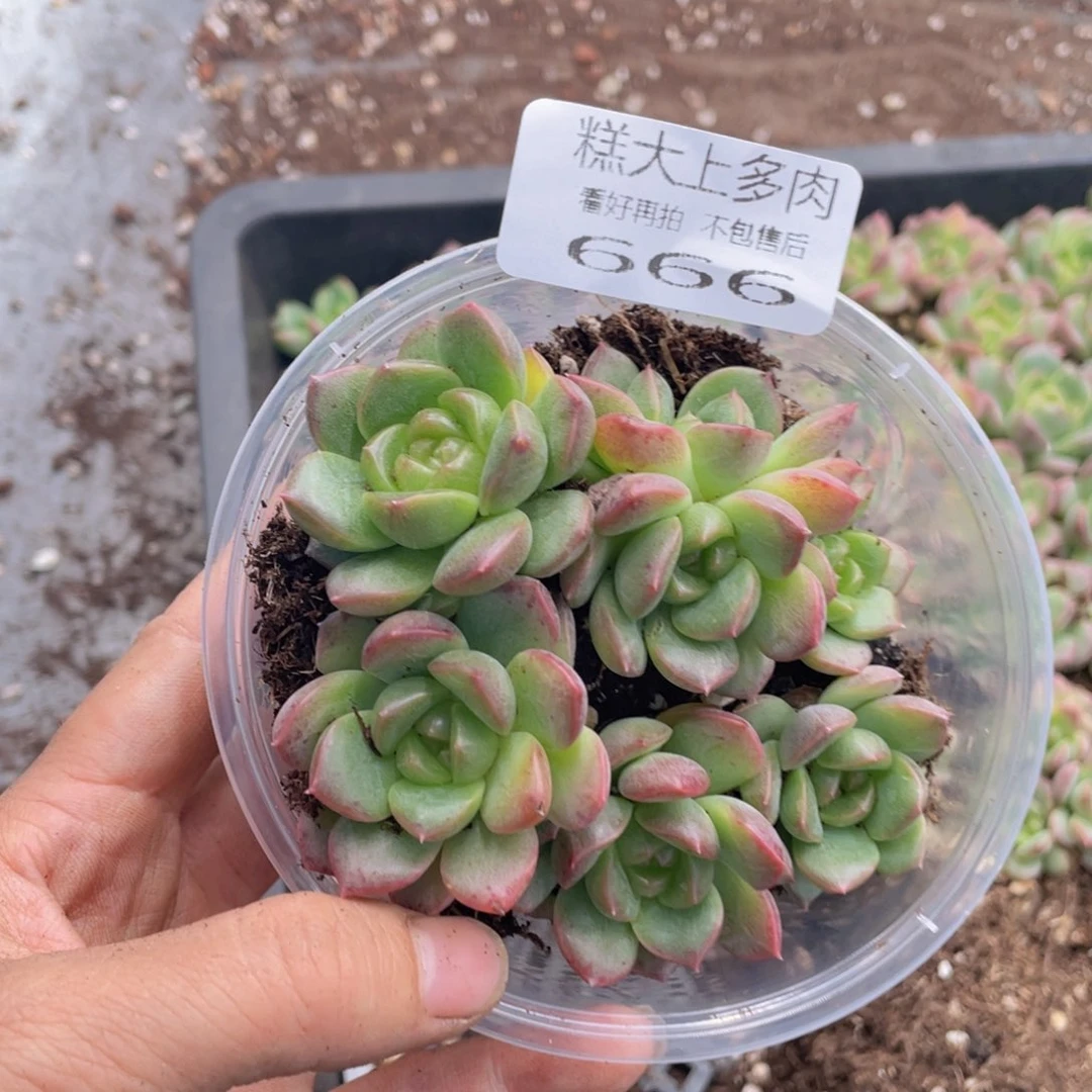 ?糕大上多肉植物666