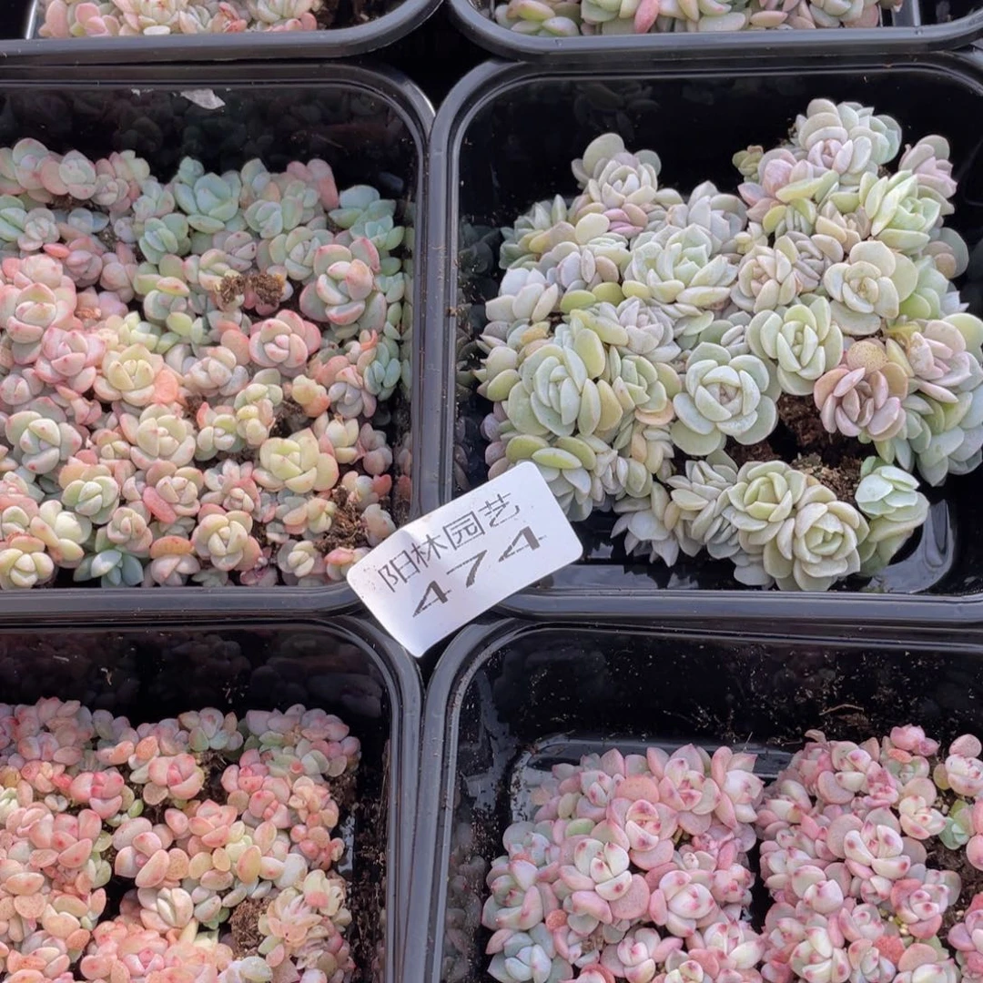 毛*多肉植物多肉植物474