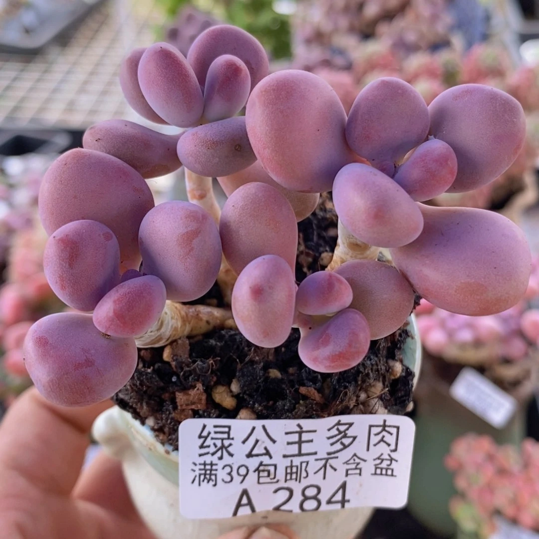 腰子桃蛋7cm284多肉植物