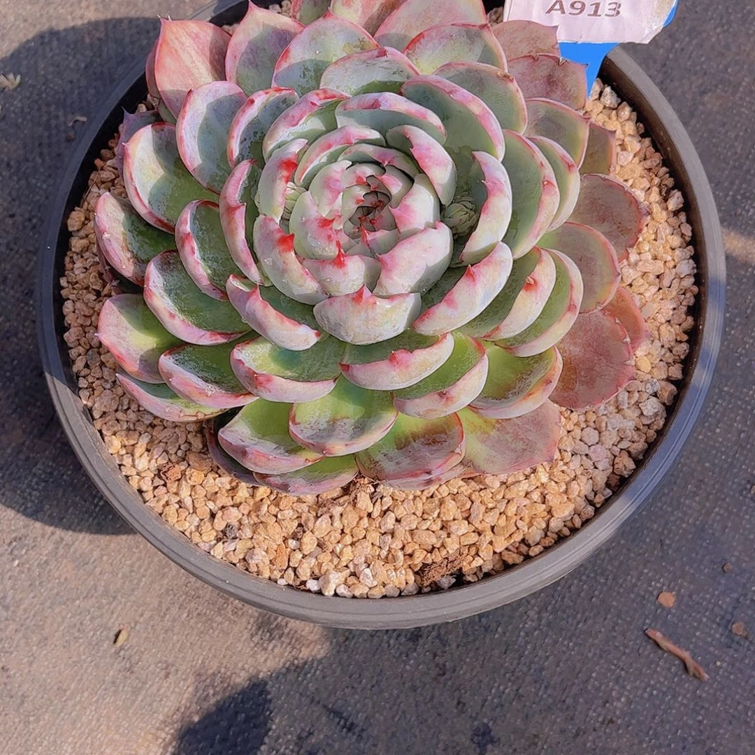 天***亿惊鸿仙子Ａ913号一颗一物一拍