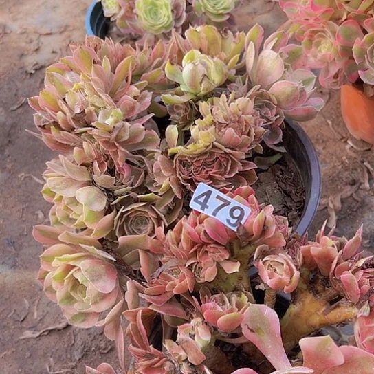 明***月多肉植物两个法师