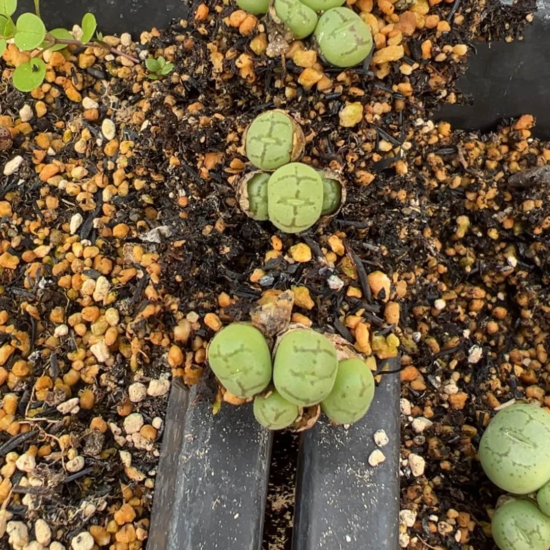 22-38量拍1527猴脸一群