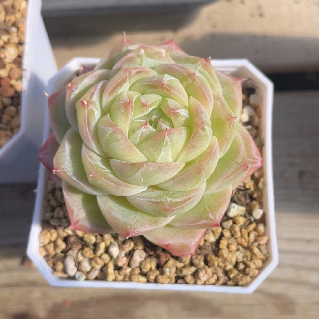 优选奶芙珍妮7厘米1496