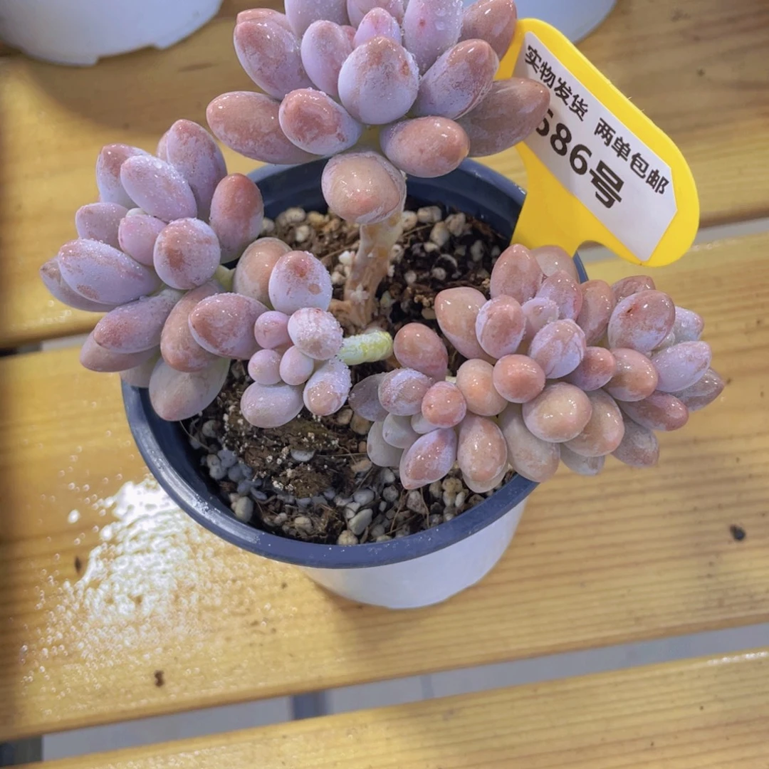 686号 老桩汤圆朵朵缀