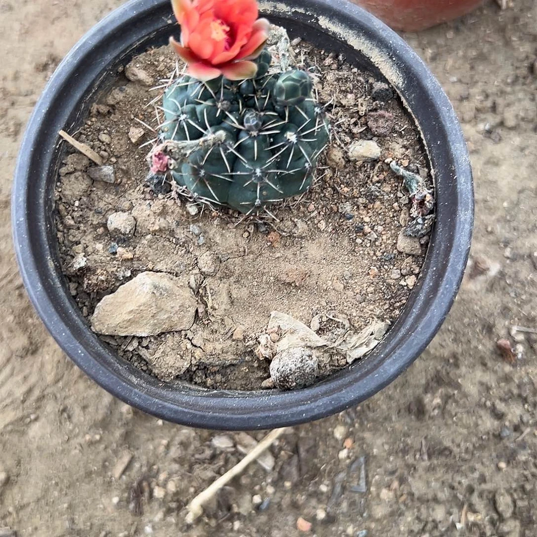 烟多肉植物多肉植物