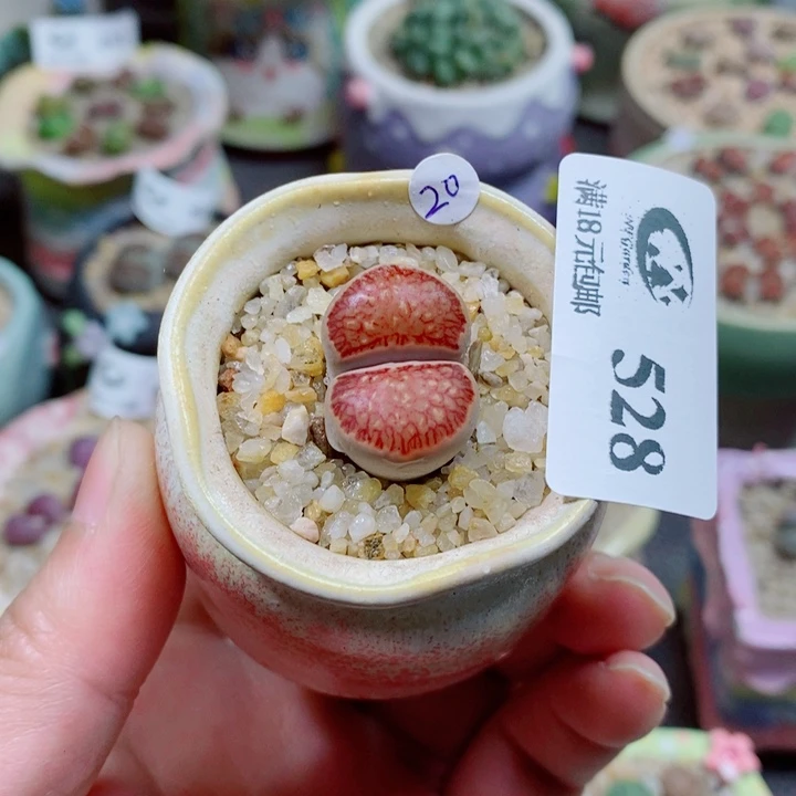 生石花花花花花花528