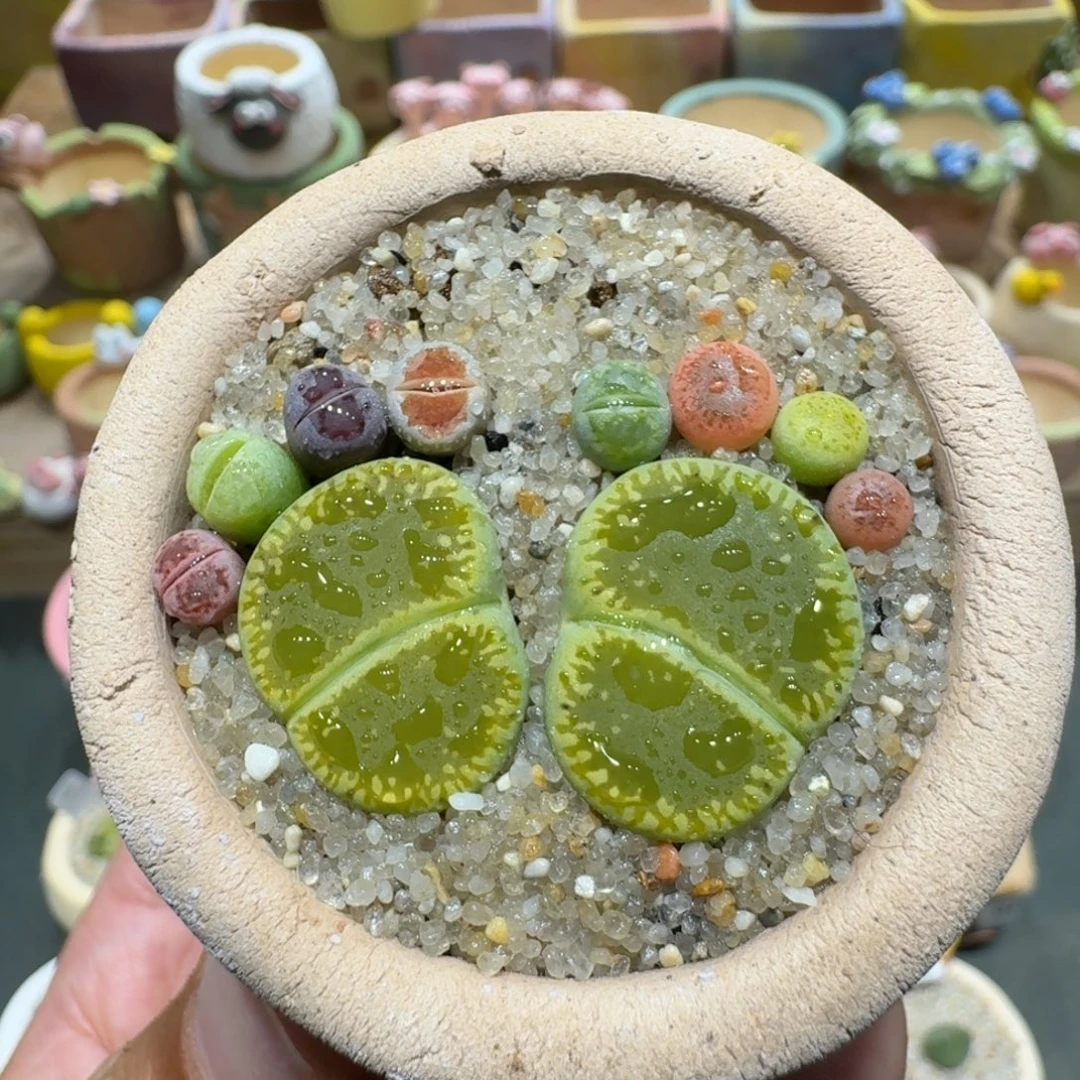 蘑菇1229彩拼脚丫多肉植物