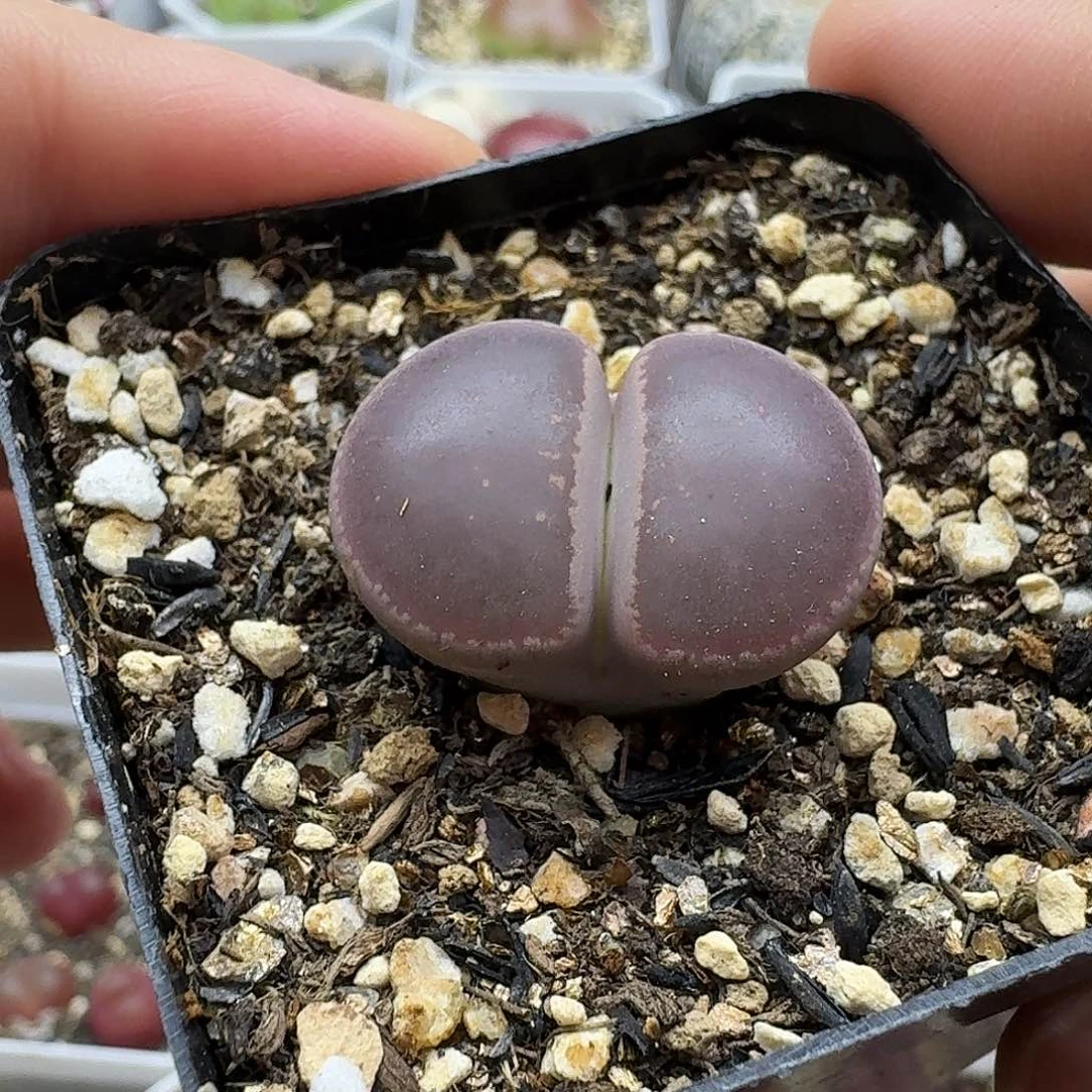 老马生石花ko1850