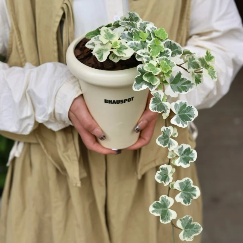 【二木林】（雪莹）常春藤盆栽 室内高端好养 观叶植物 可爬藤