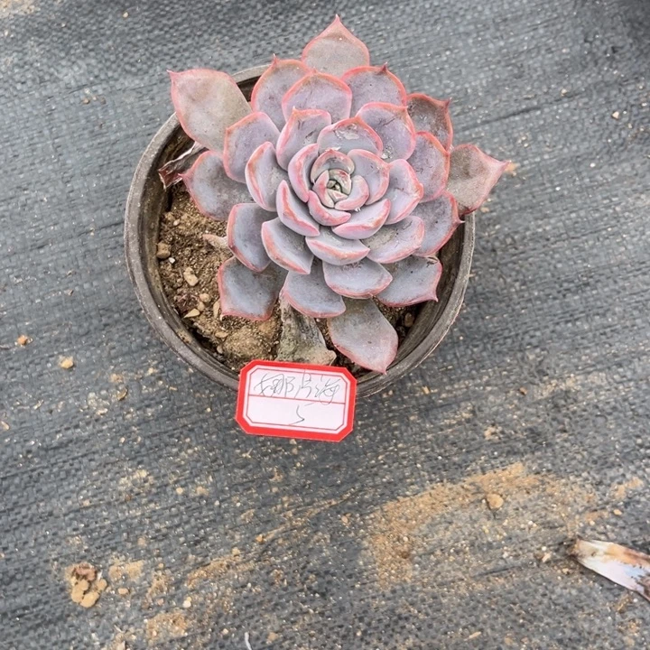 娜***海菲欧娜多肉植物，，，，