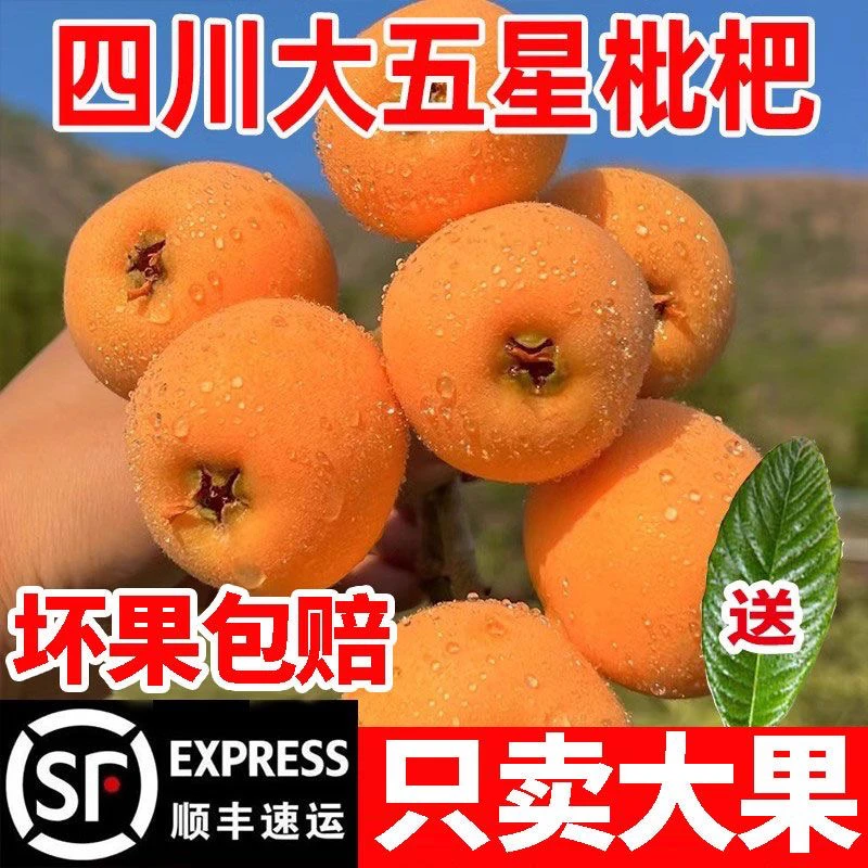 【五星枇杷】四川大五星枇杷鲜果现摘当季新鲜水果整箱包邮