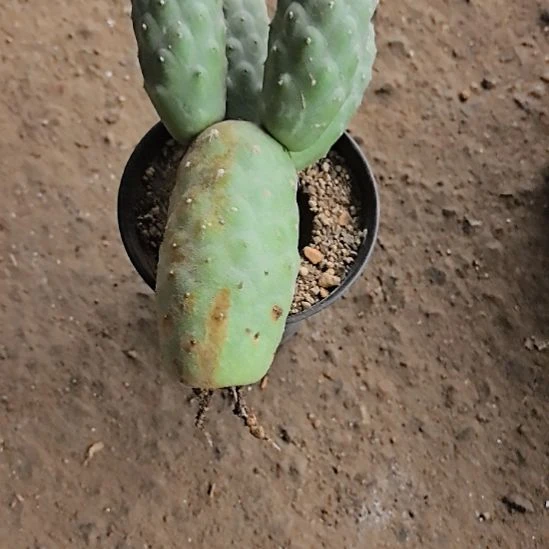 习志野仙人球直播