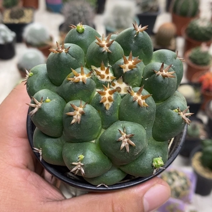 短豪刺象牙特价包邮