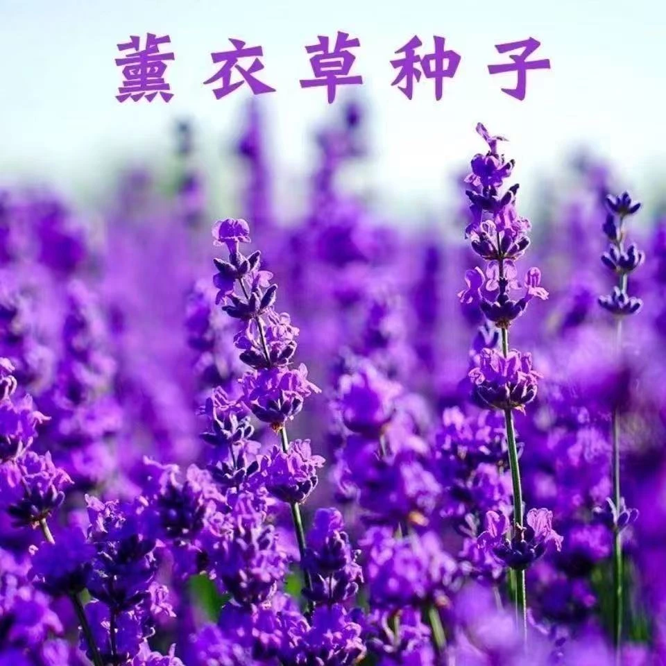 薰衣草种子多年生耐寒耐高温香草室外花卉盆栽四季种易活简单春季