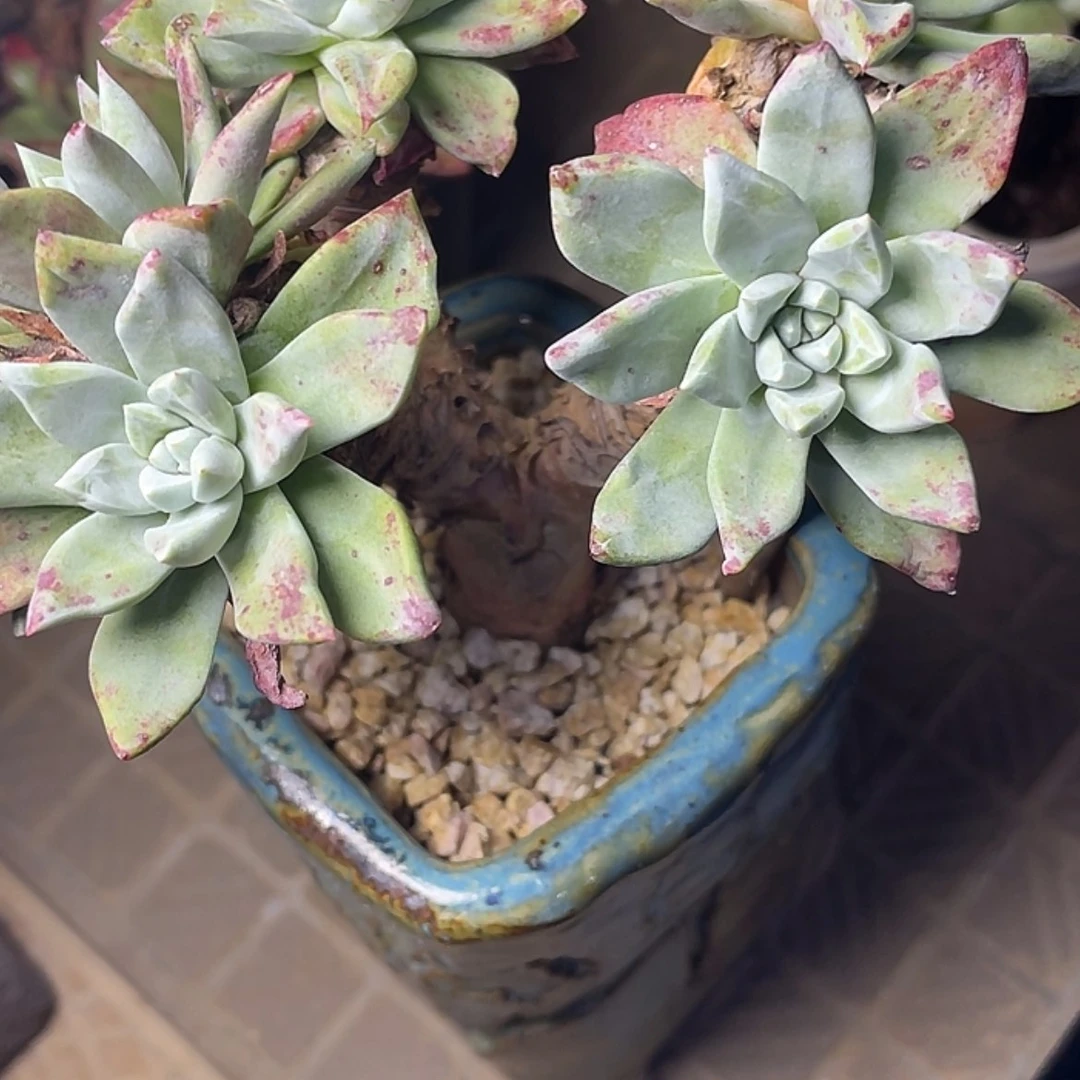 【闪购商品】皮***只苹果叶瑕疵特价不售后