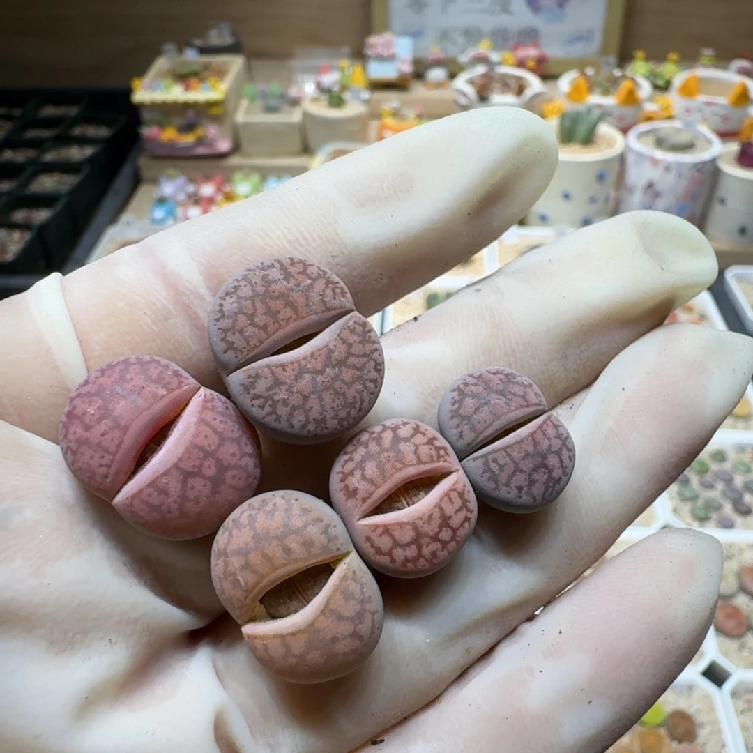 ?*.0125-30生石花花花花