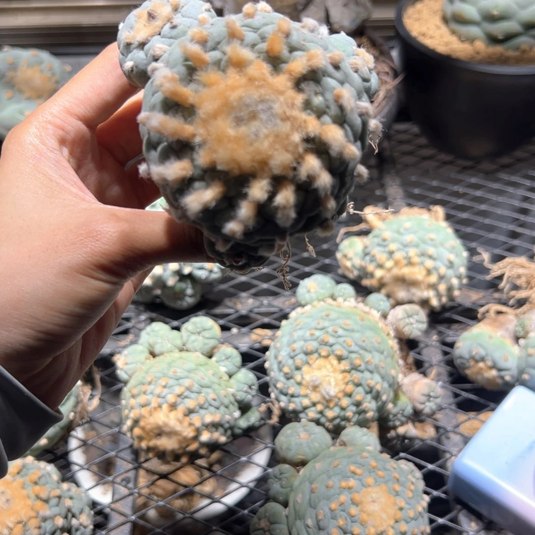 用****0111111111111111