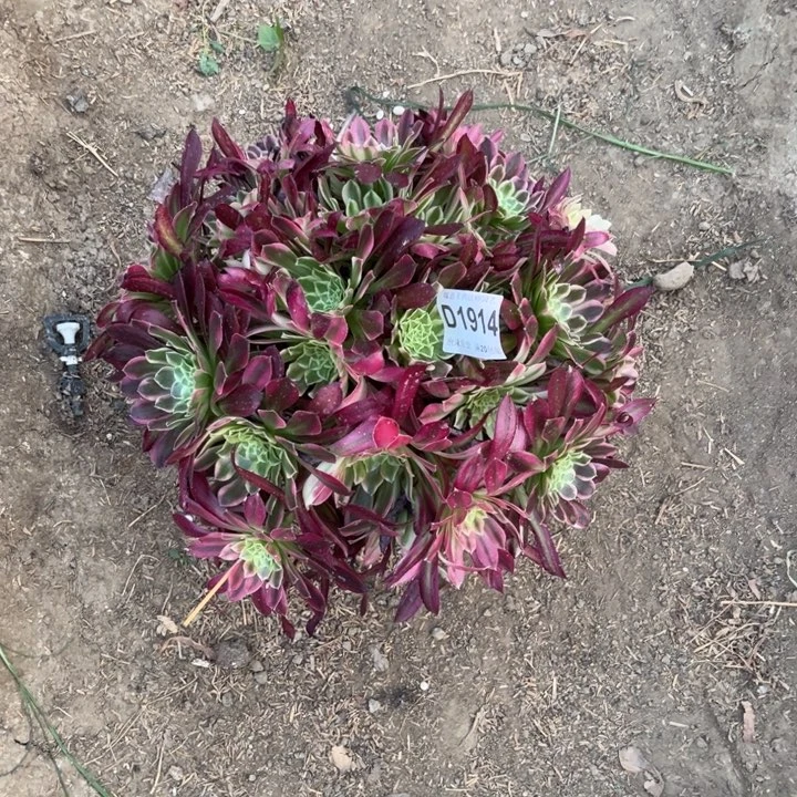 1914天河多肉法师不包断枝