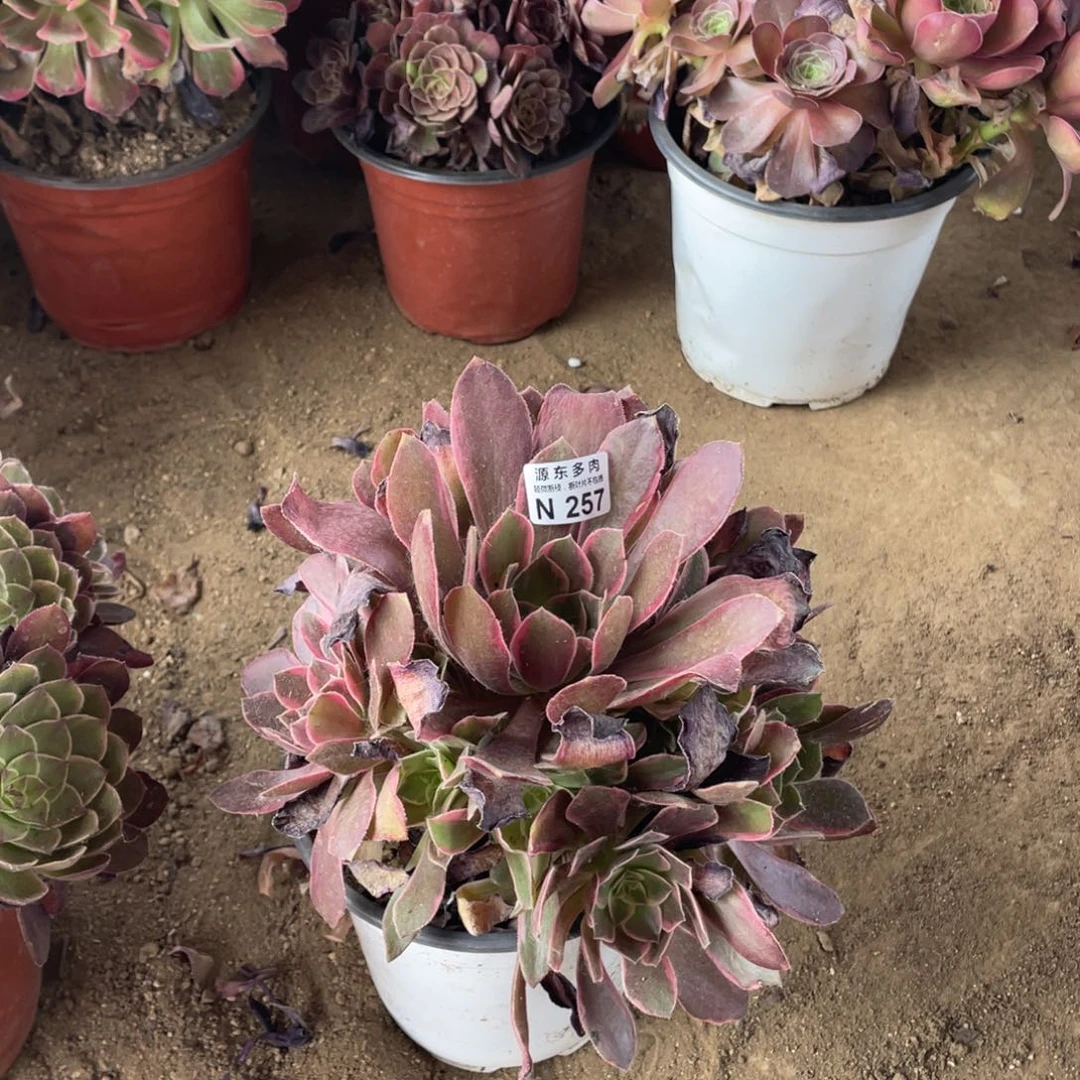 257浣纱多肉法师断枝不包