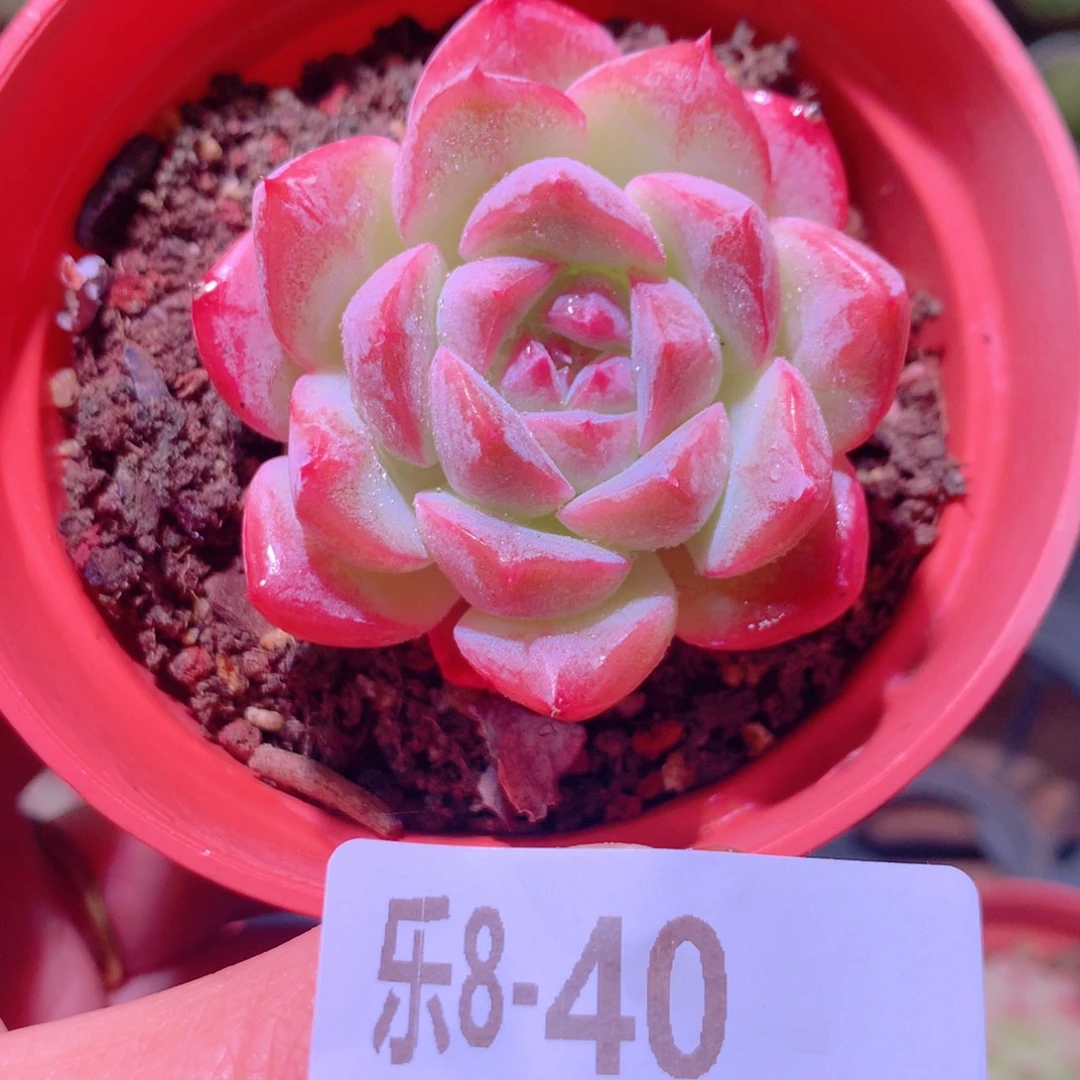 乐然 8-40 新品单头