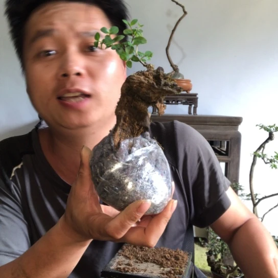 无花朵盆景盆栽植物（不包成活率）