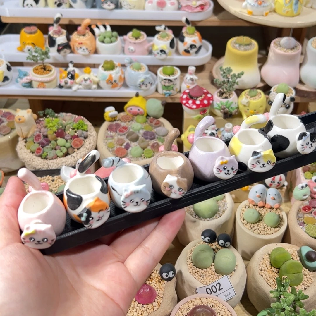 多肉植物93号七只猫