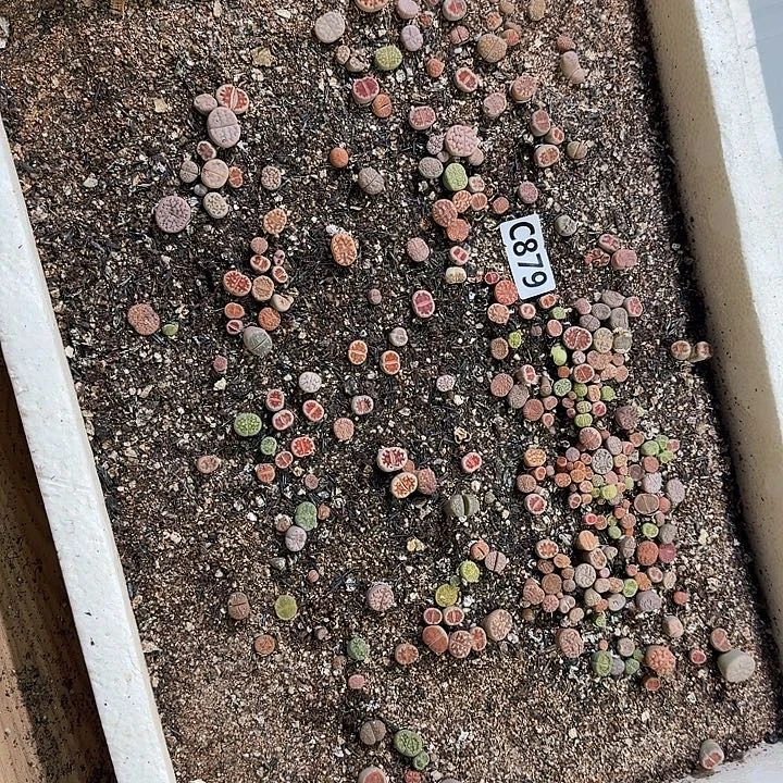 生879石花整框脱土发货不售后