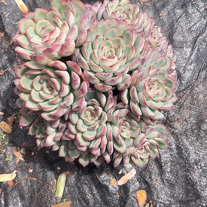 悠***静荷花群生，一物一拍