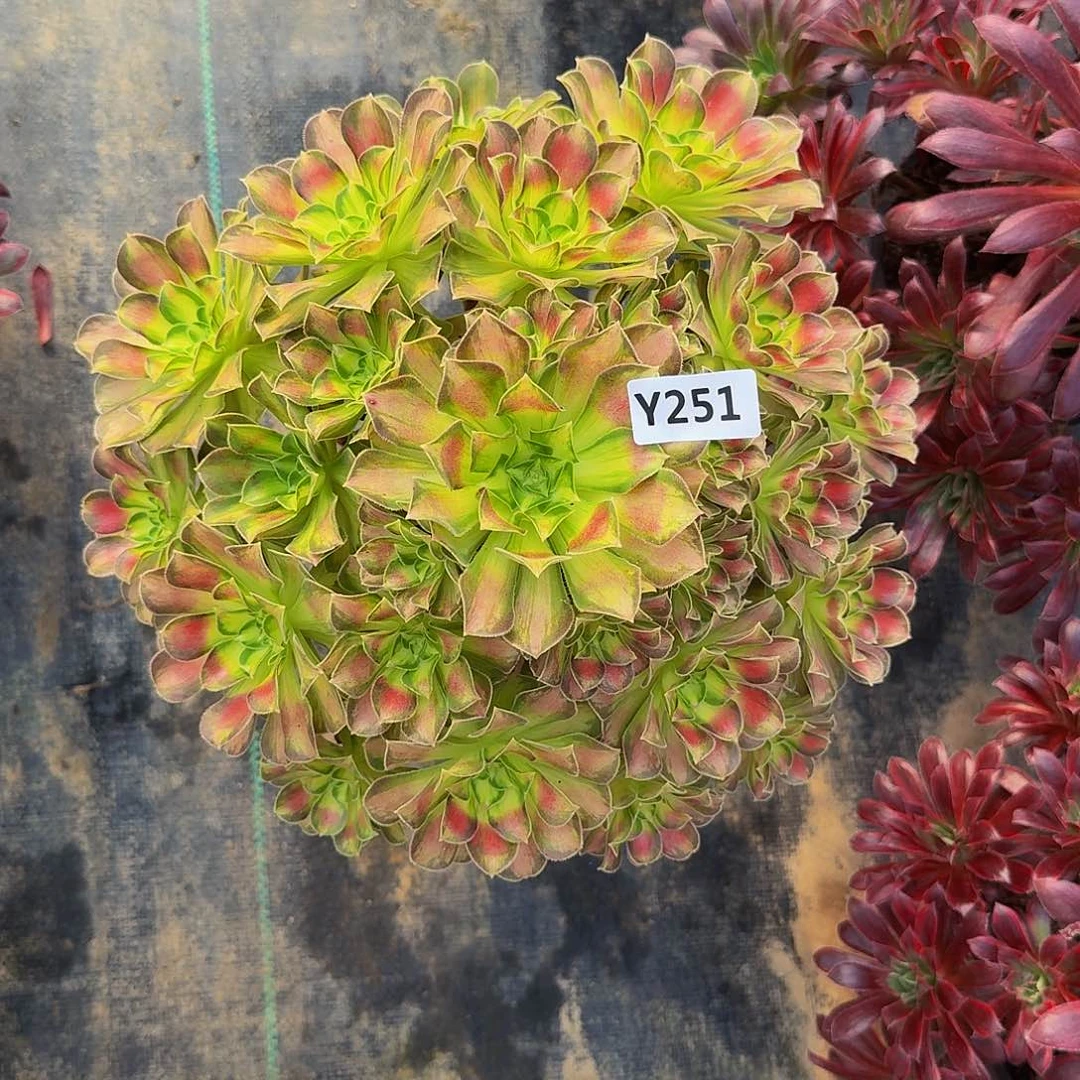 安****7251韶华33333冠服28.30左右