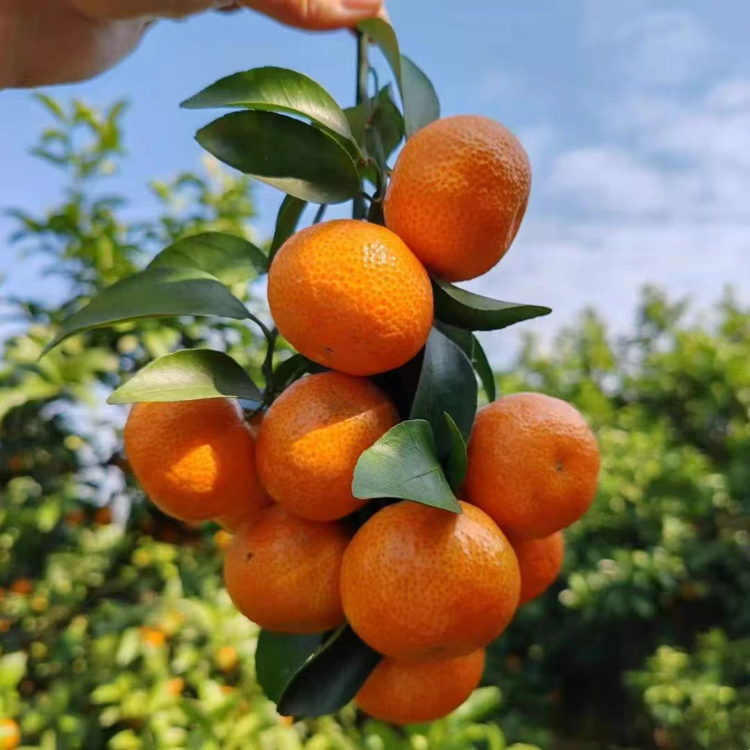 【廉江同城一小时内送达】精品砂糖桔礼箱年货送礼正宗砂糖桔新鲜现摘当季水果纯甜多汁送礼年货