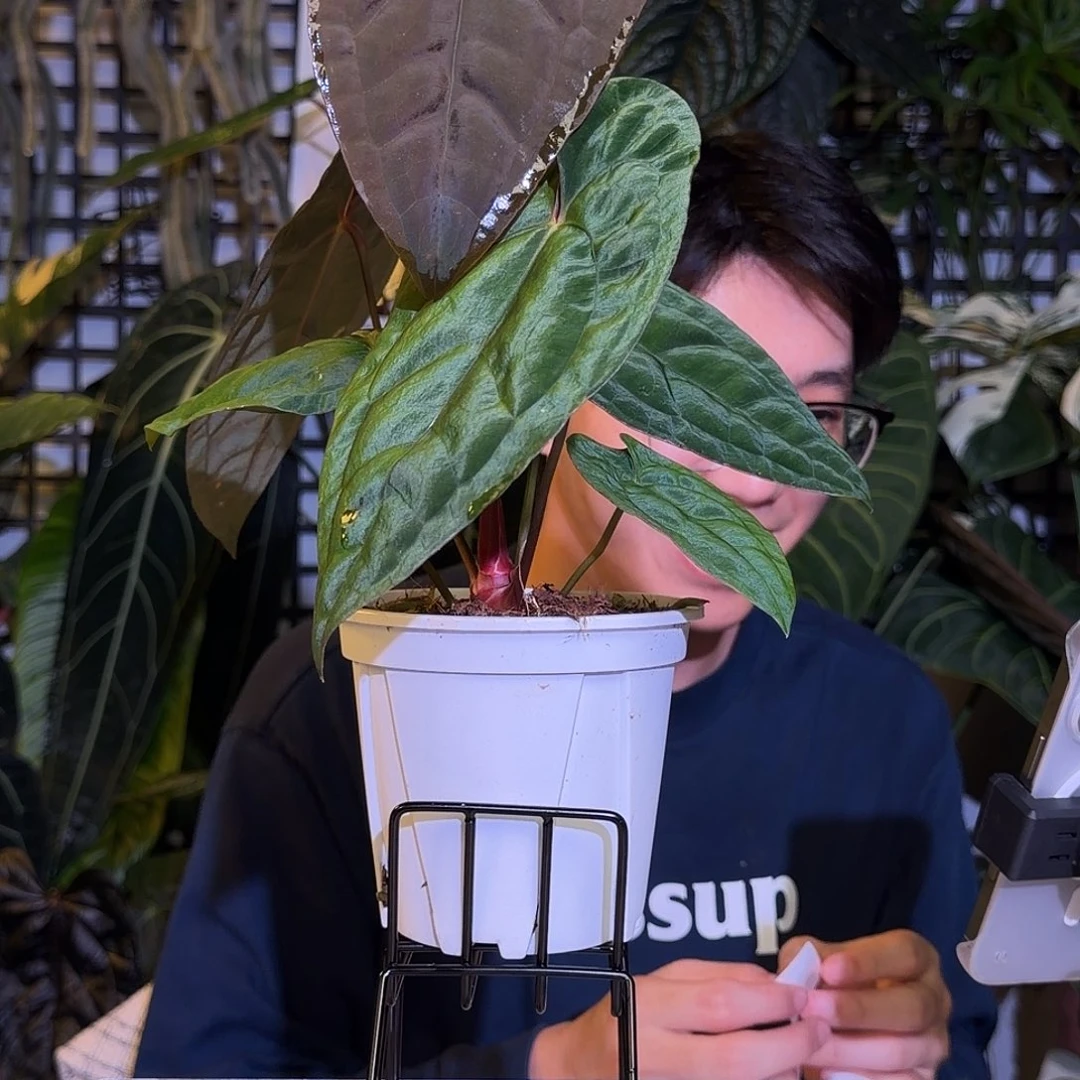 完全开放M198 黑凤凰杂加通湖