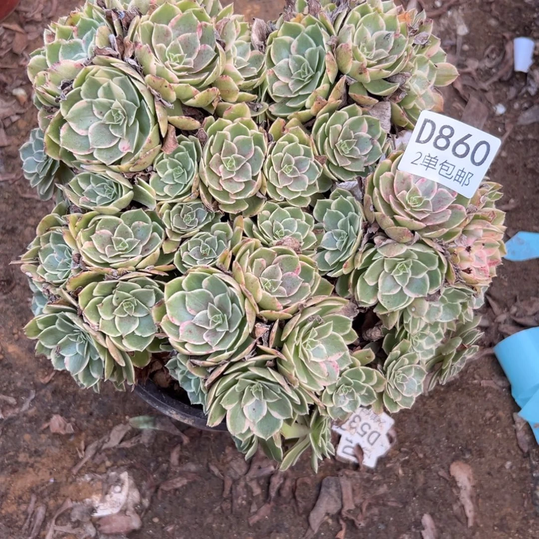 860多肉  粉花妖不包断头