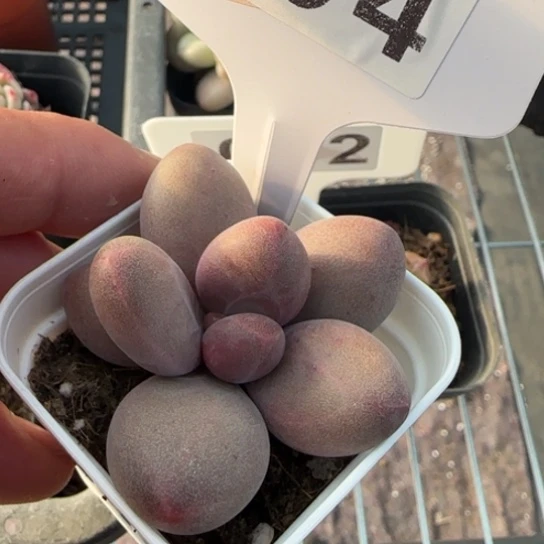 94糖果美人一物一拍多肉