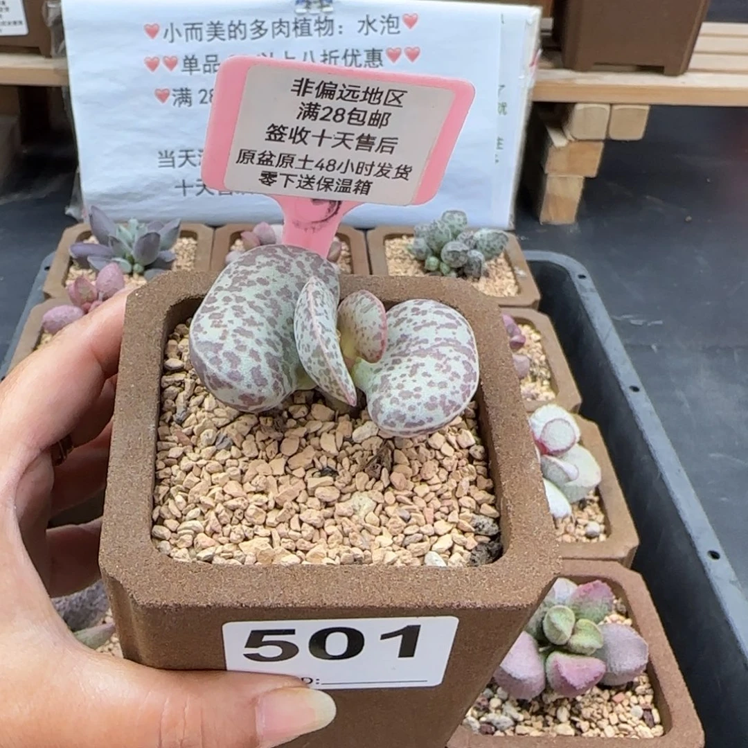 501花蛋多肉的植物