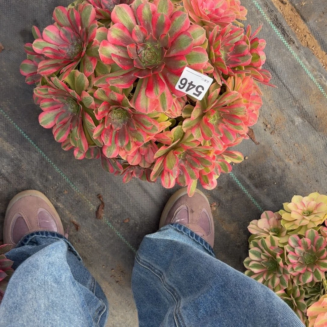 陌****546雨河瑕疵福利多肉植物