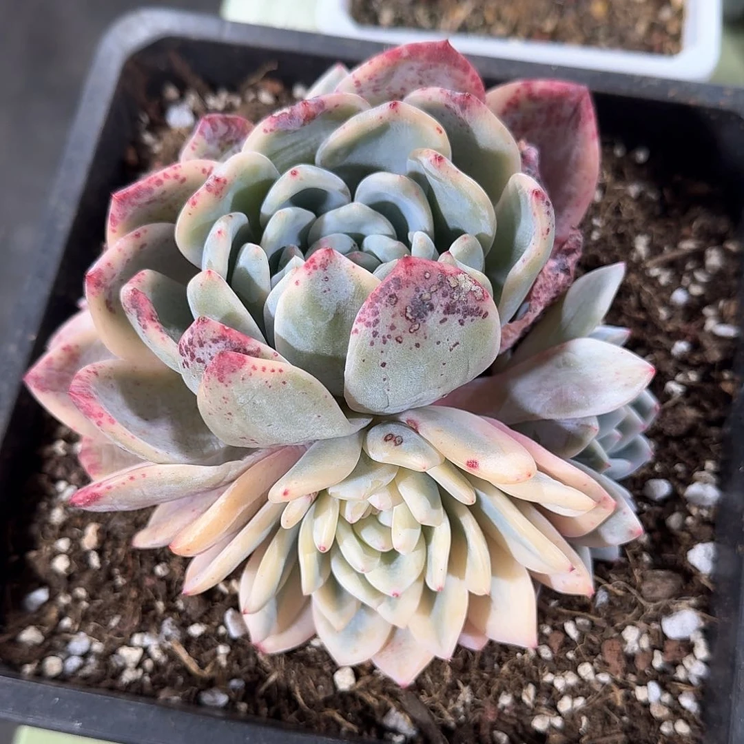 梦露宽锦  锦上园艺一物一拍